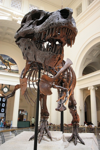 芝加哥 Field Museum 展出的暴龍化石「蘇」(Sue)